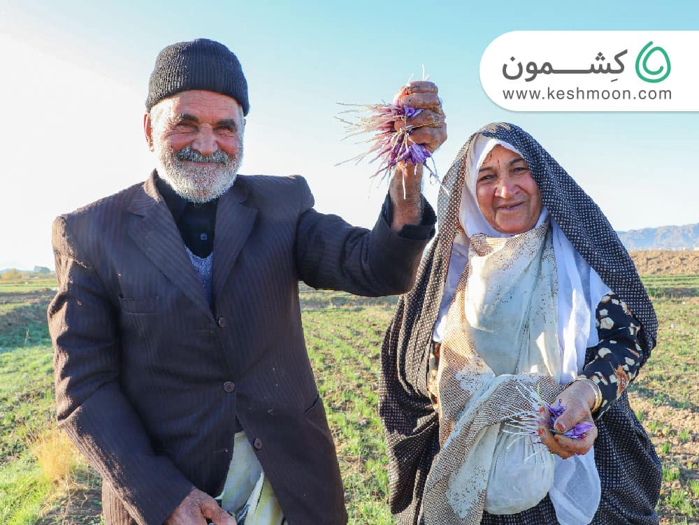 خرید زعفران بدون تقلب از کشاورز